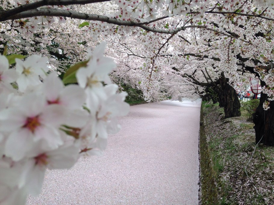 Деревья которые цветут весной