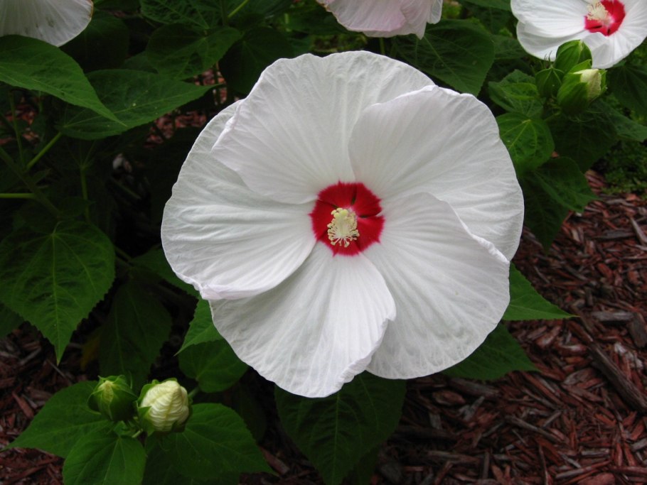 Hibiscus syriacus 'Double White Chiffon' (гибискус)