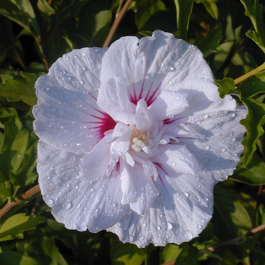 Гибискус Hibiscus Luna White