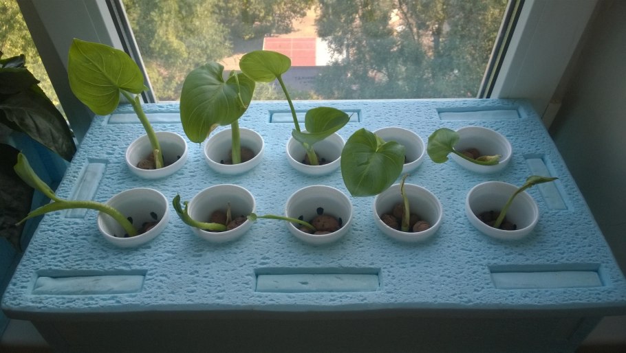 Росток каллы