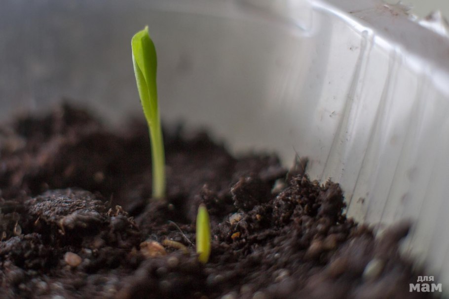 Калла луковицы клубни