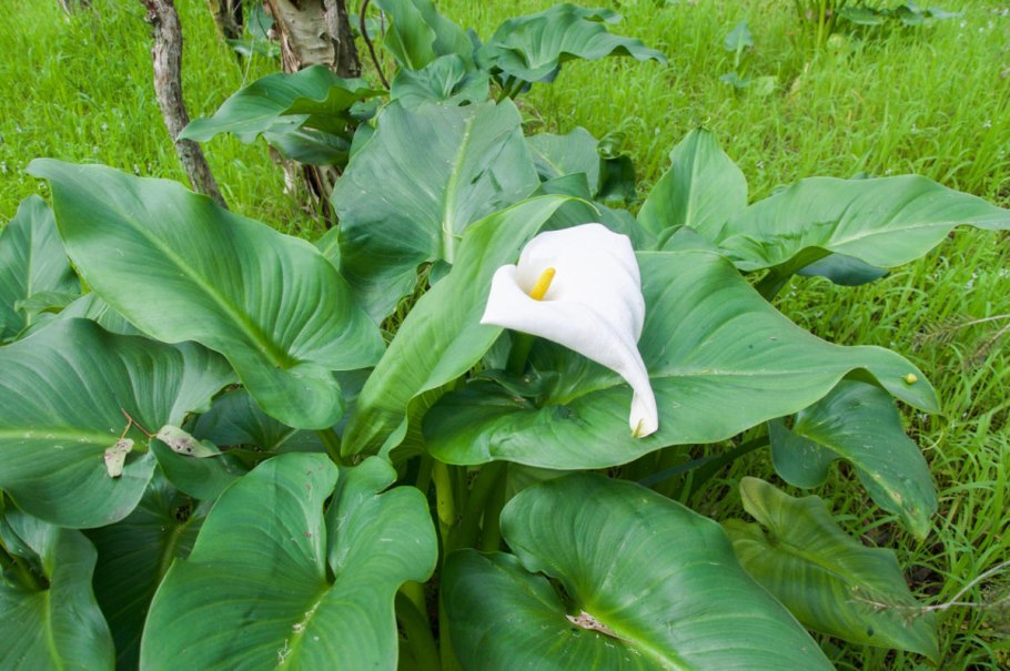 Зантедеския Кантор