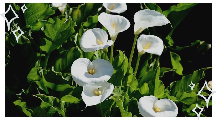 Калла эфиопская (белокрыльник)