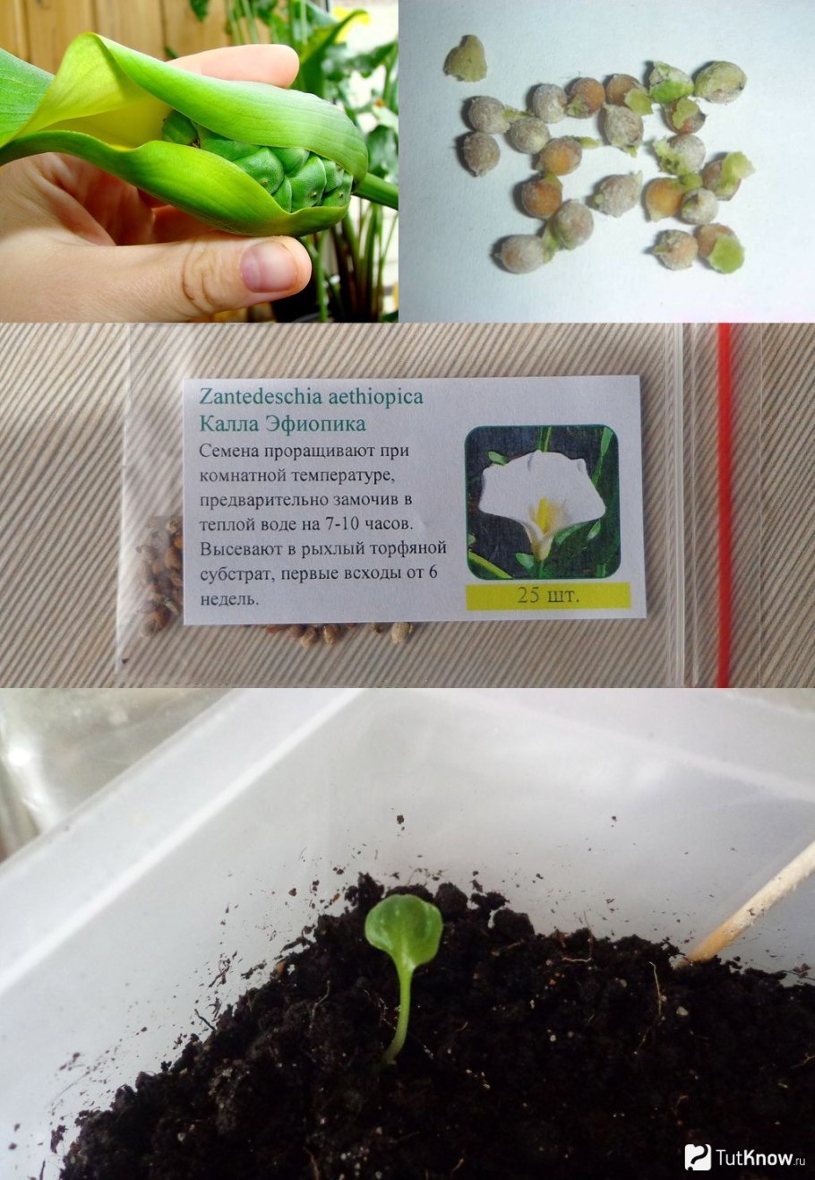 Семенная коробочка Калы