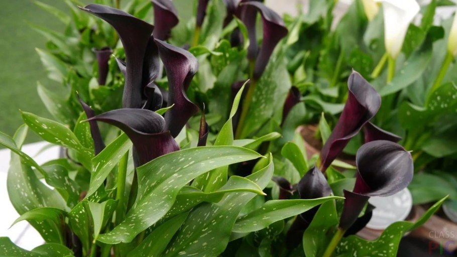 Росток хурмы