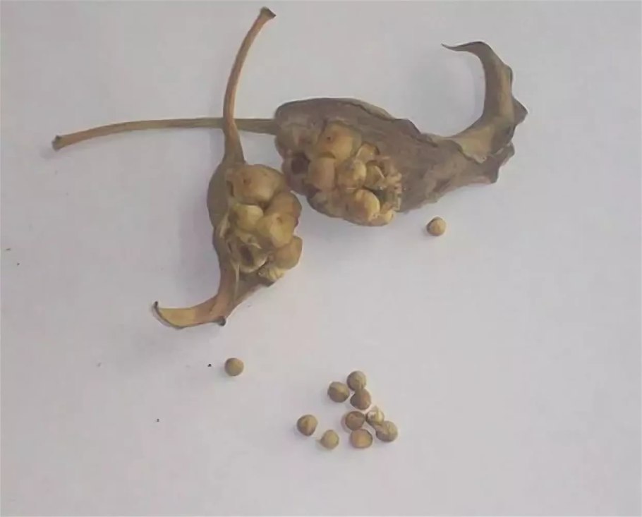 Цветы каллы из семян