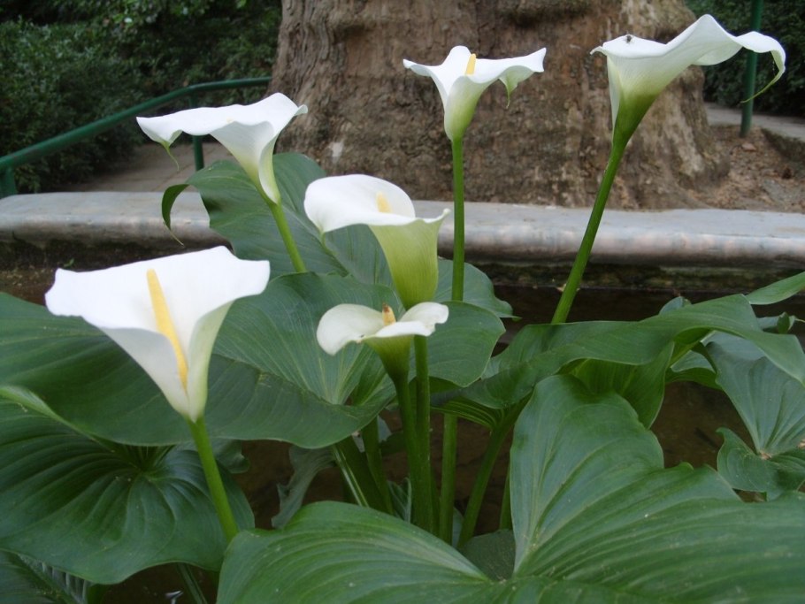 Калла аронниковых