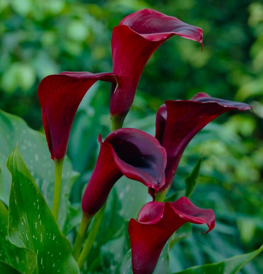 Безвременник клубнелуковицы