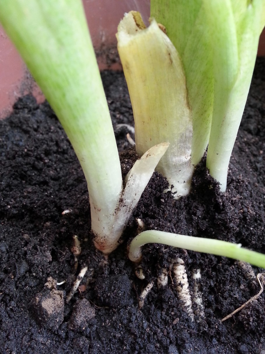 Клубеньки алоказии