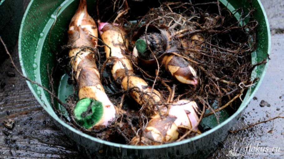 Калла Капитан Промис