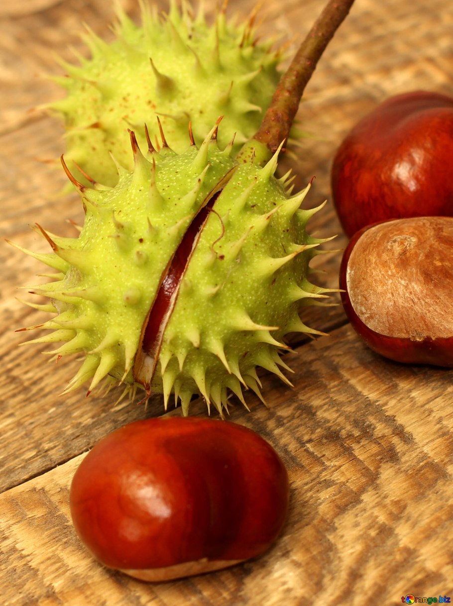 Каштан плод ШИПАСТЫЙ