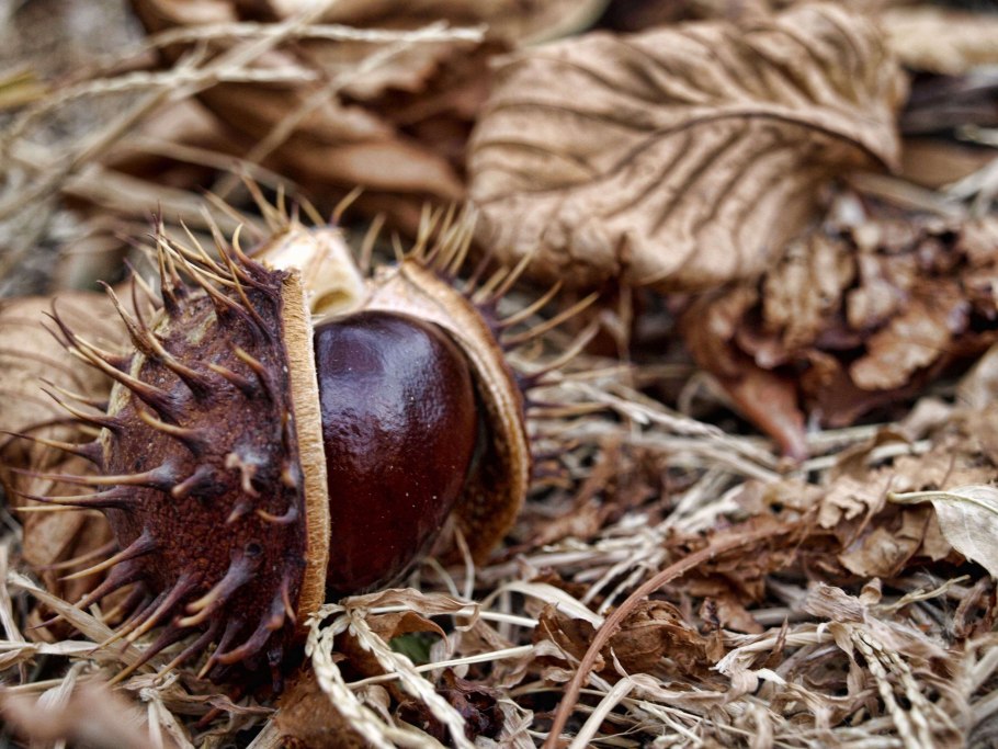Каштан конский плоды