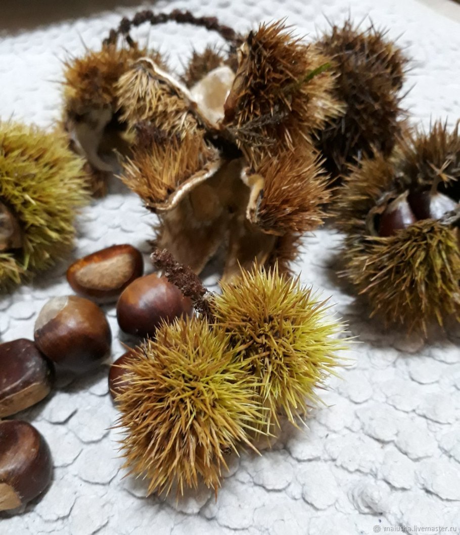 Каштан зеленый с колючками