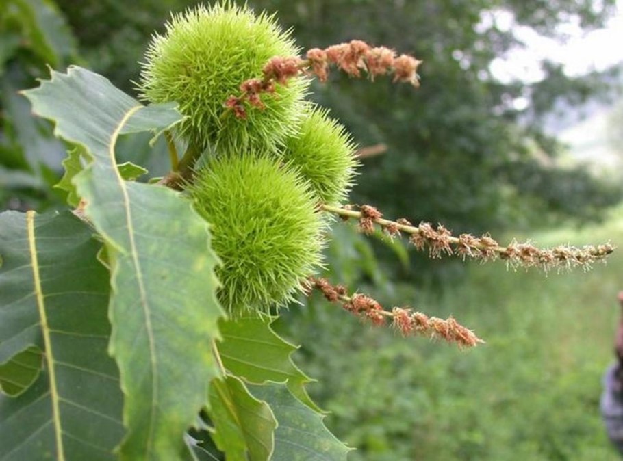 Конский каштан photobank