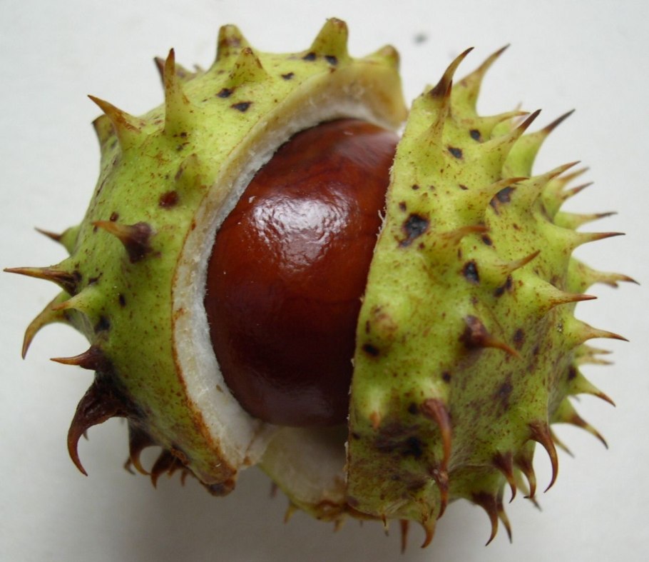 Каштан зеленый с колючками