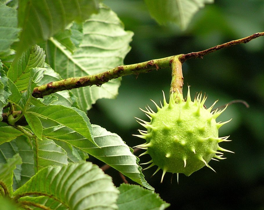 Каштан дерево плоды