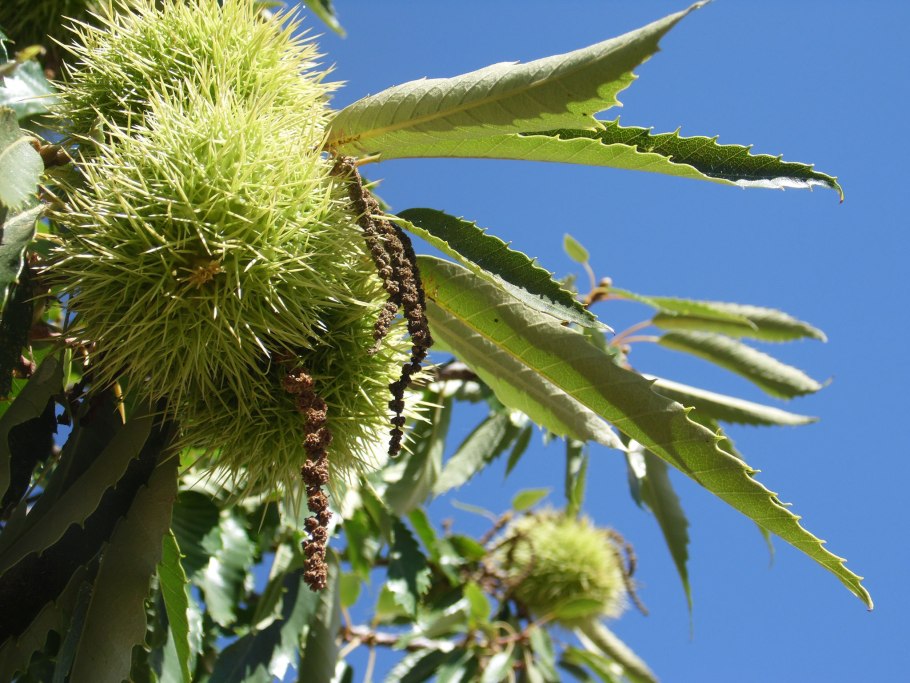 Каштановое дерево