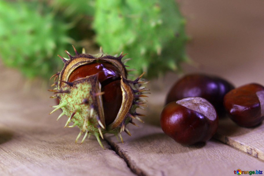 Каштан колючка