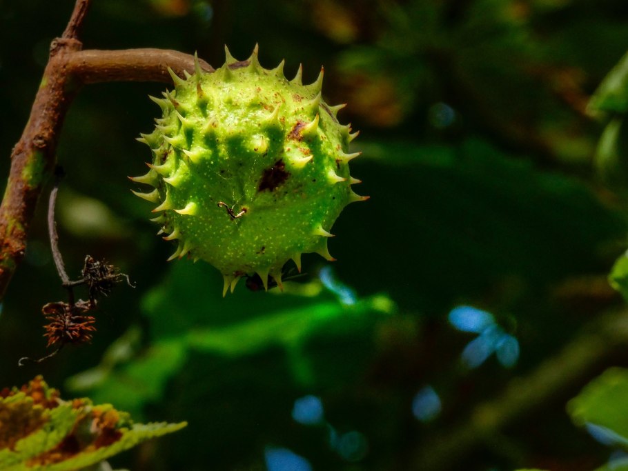 Каштан колючий