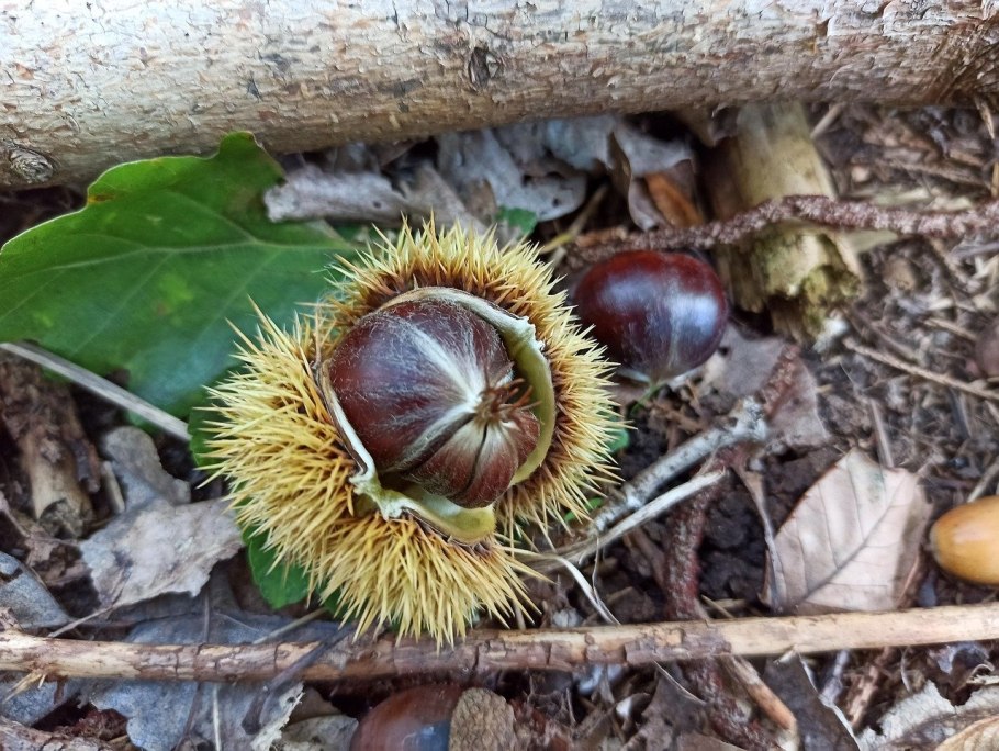 Колючий каштан ШИПАСТЫЙ