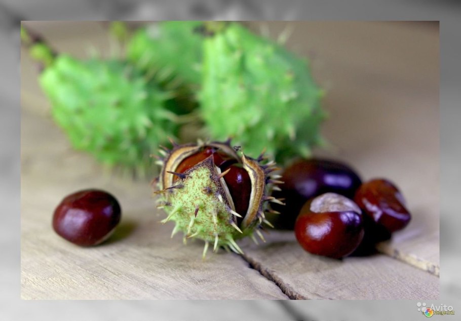 Каштан Марони дерево