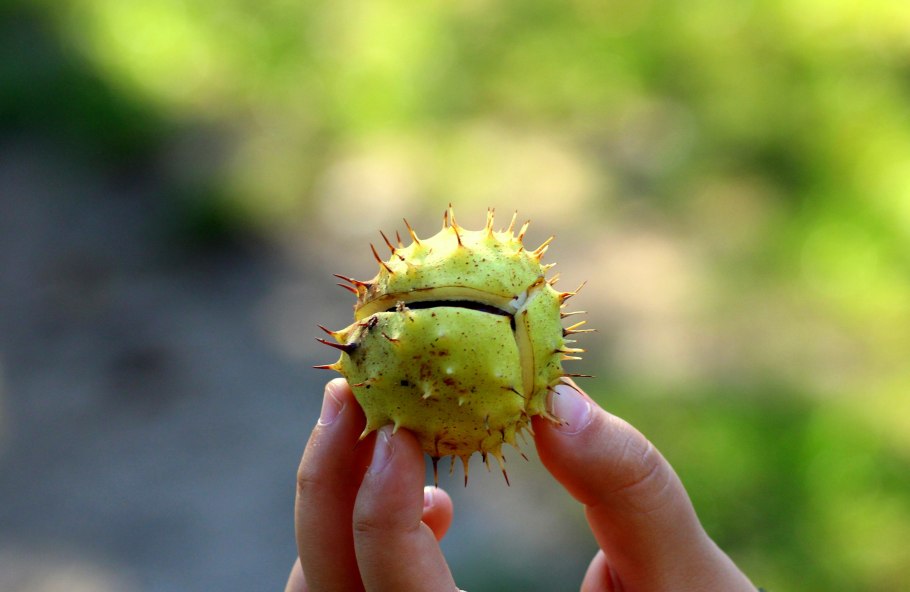 Каштан конский колючие ежики