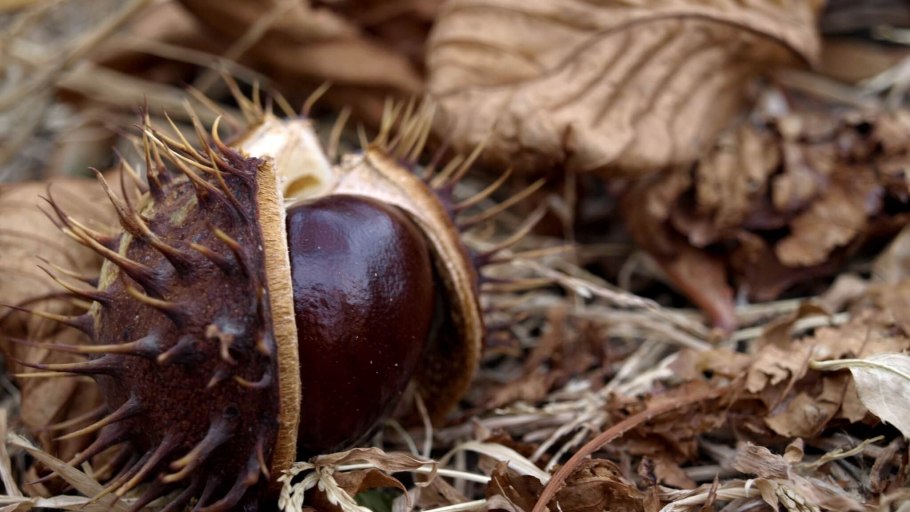 Каштан съедобный фото крупным планом