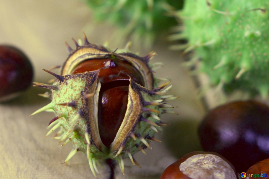 Каштан конский плоды