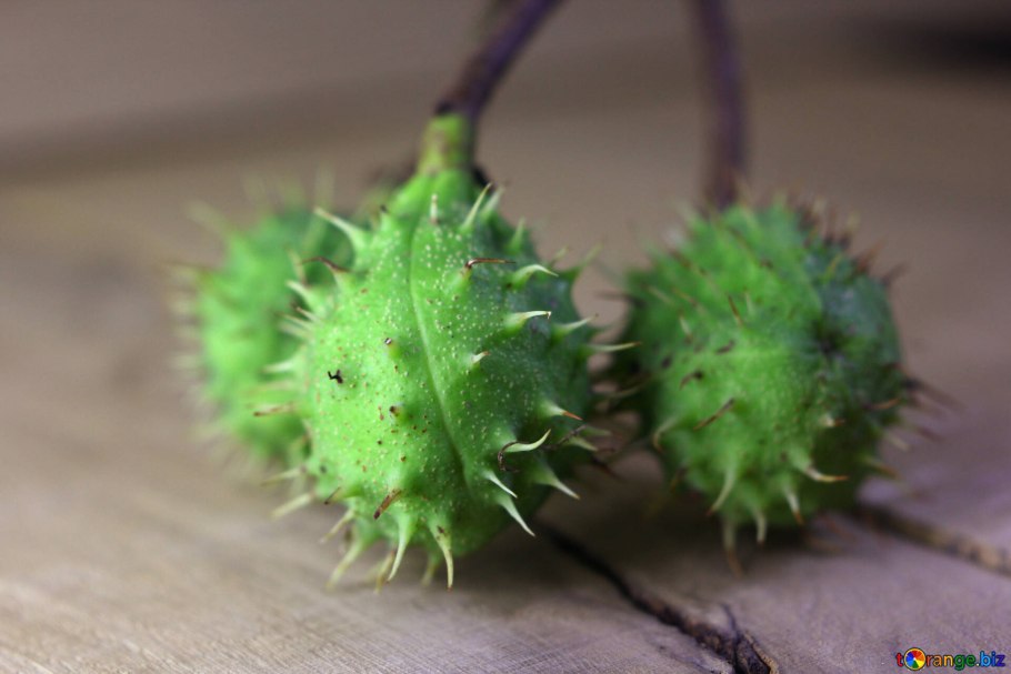 Каштан колючий