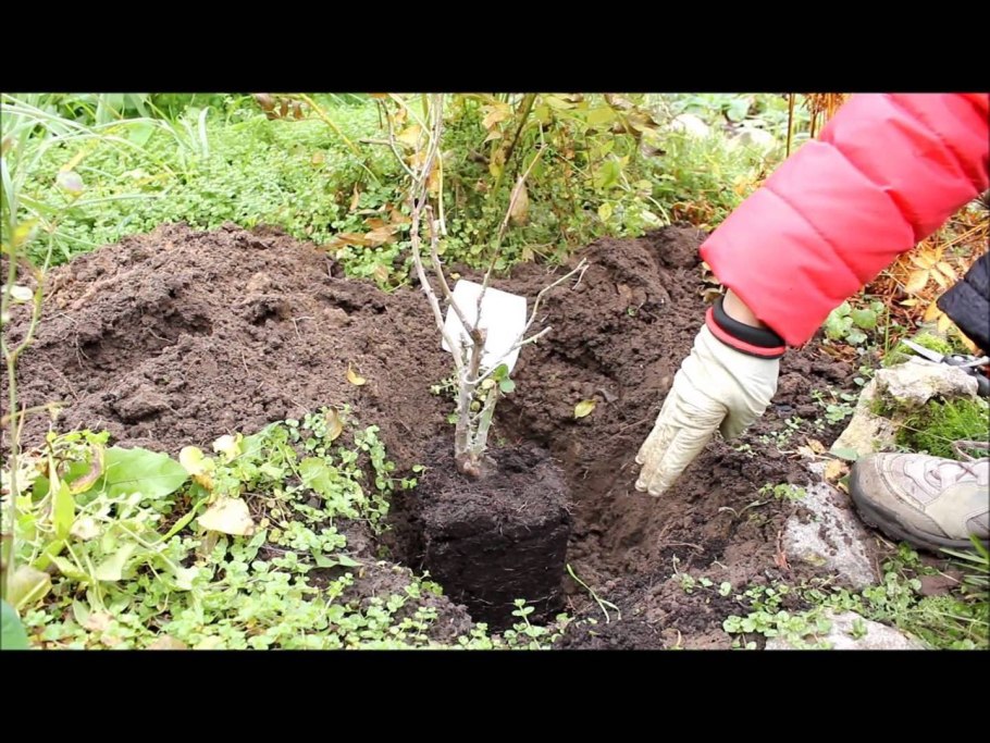 Посадка виноградной лозы