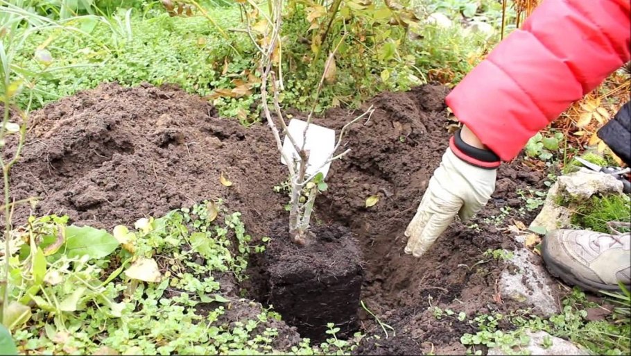 Жимолость схема обрезки куста