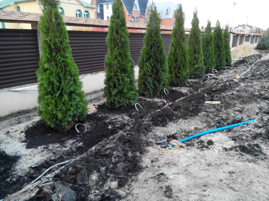 Прикопать саженцы смородины