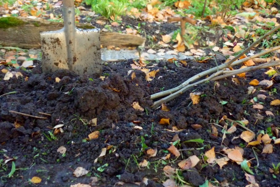 Саженец елочки