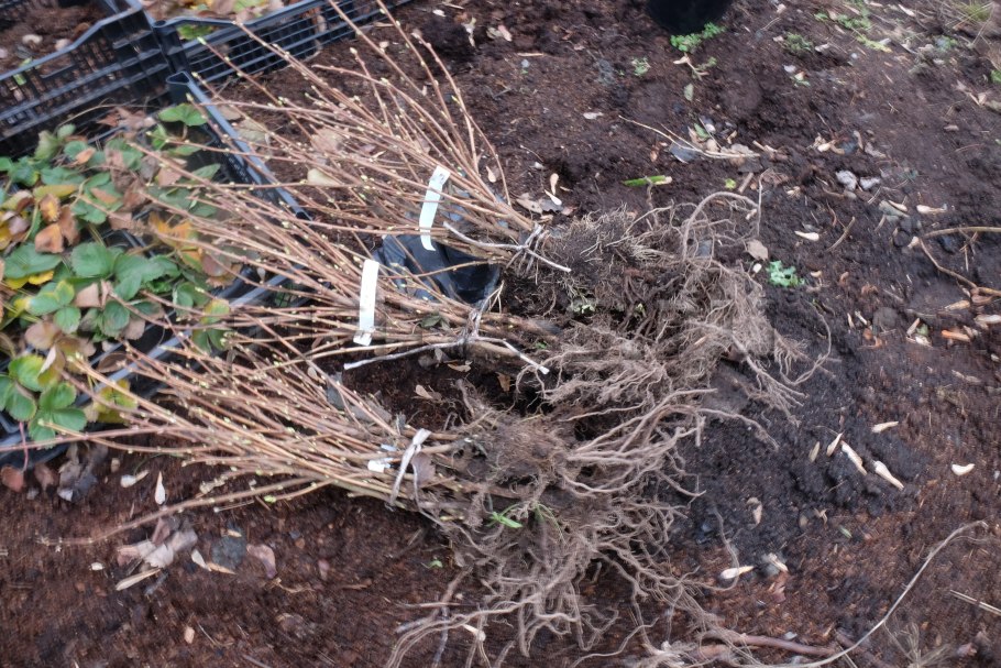 Подготовка посадочной ямы