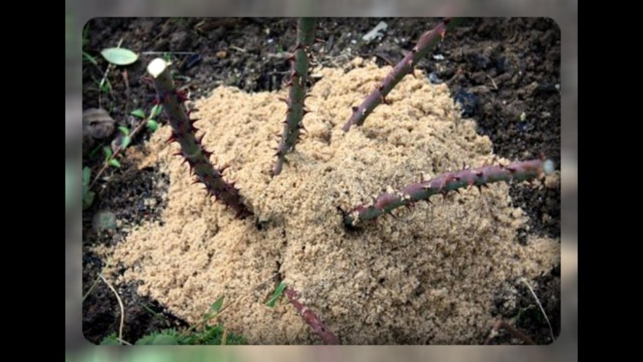 Флоксы корневые черенки