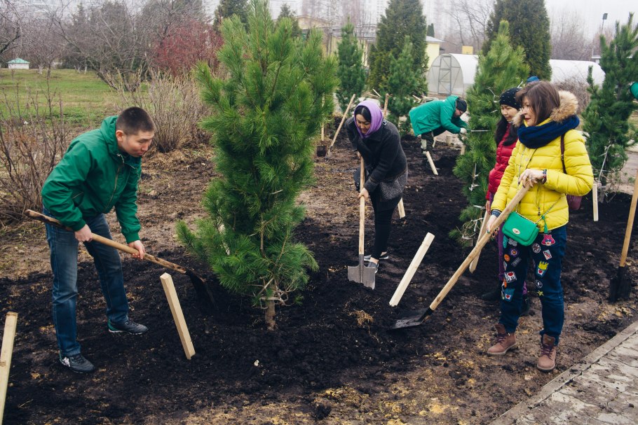 Черенок черешни