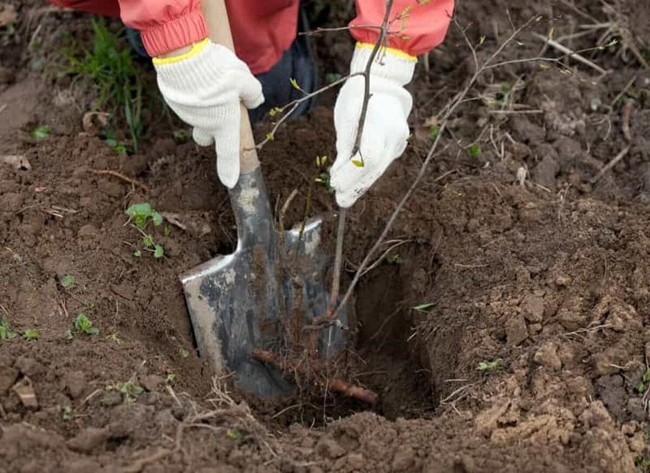 Посадка крупномеров туи осенью