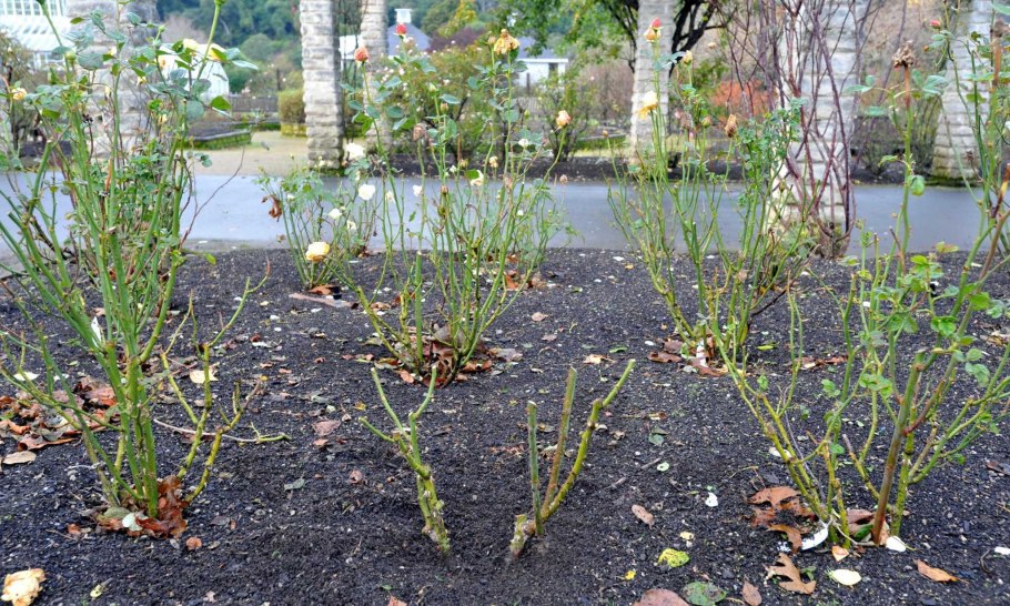 Сроки посадки деревьев и кустарников