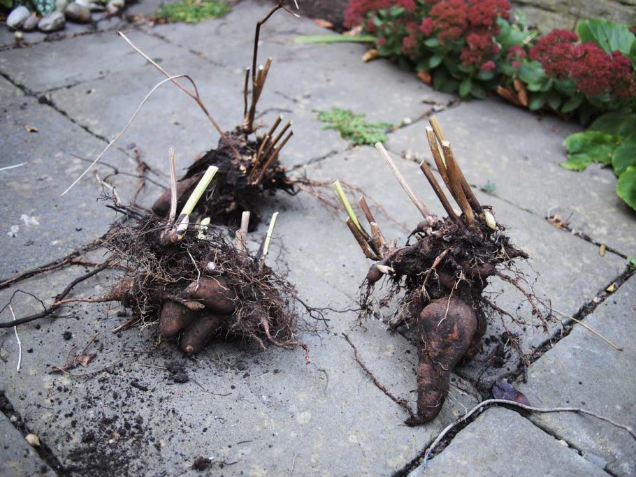 Подготовка гортензии к зиме