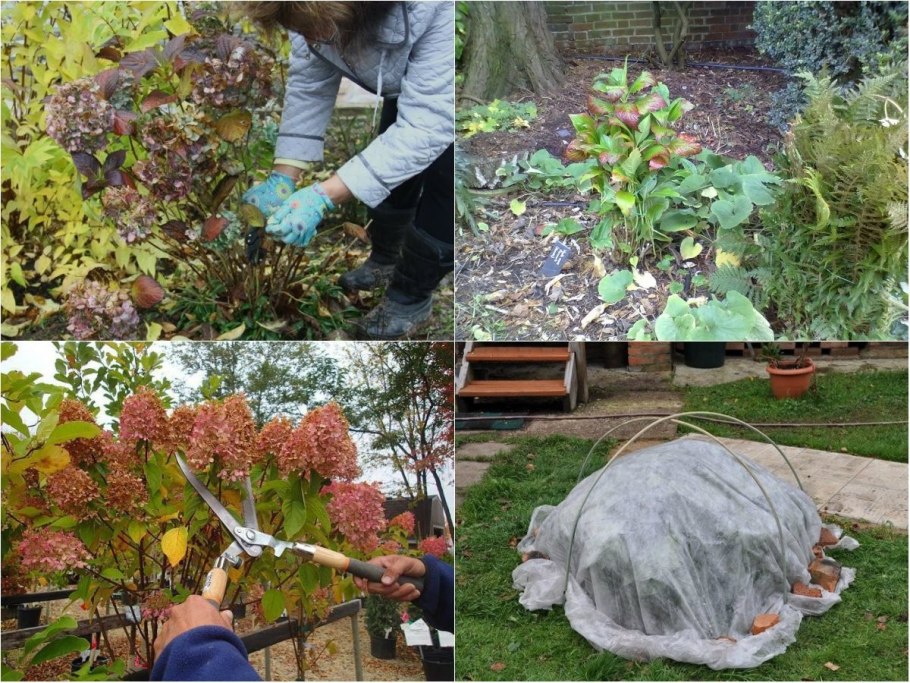 Внесение удобрений под кусты