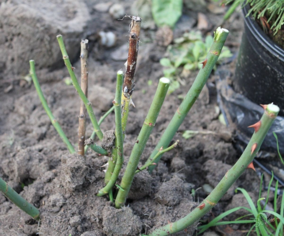 Конский компост мульча