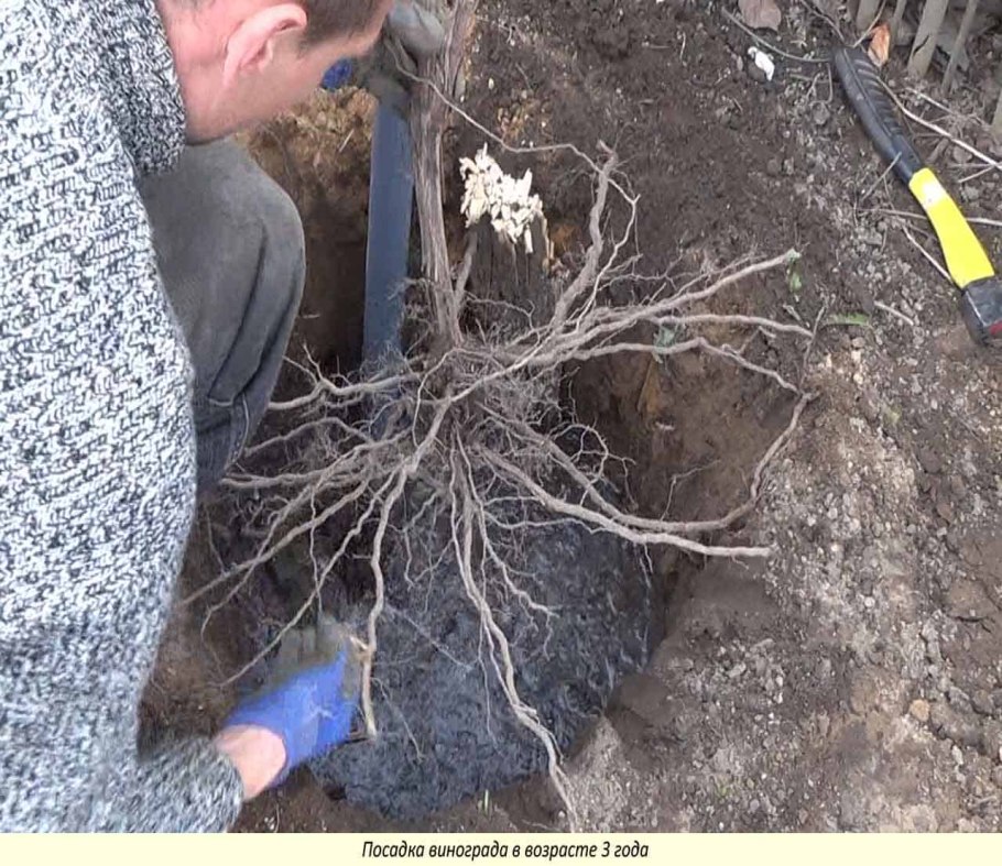 Пересадка вечнозеленых