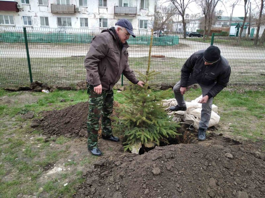 Посадка кустарников