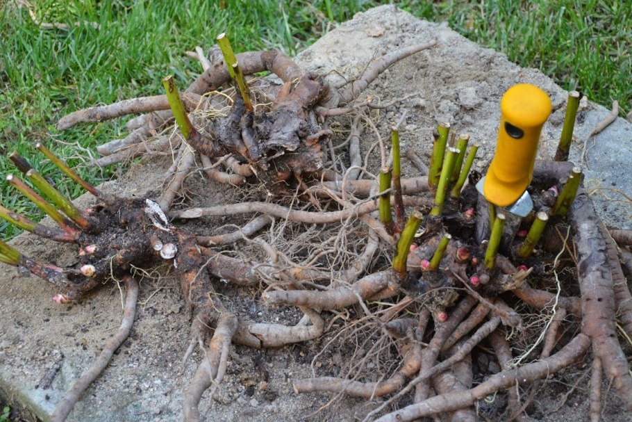 Посадка деревьев и кустарников