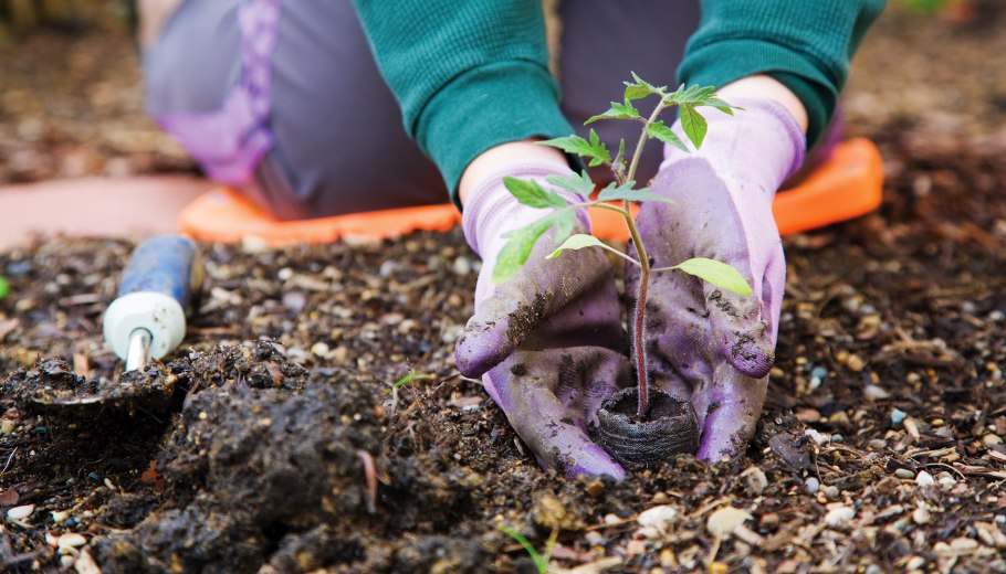 Молодые саженцы сосен