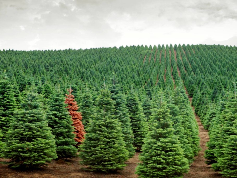 Елово Пихтовый лес