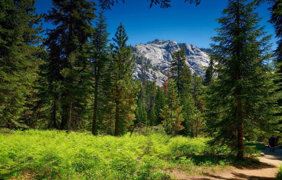 Хвойно широколиственные леса Южного Урала