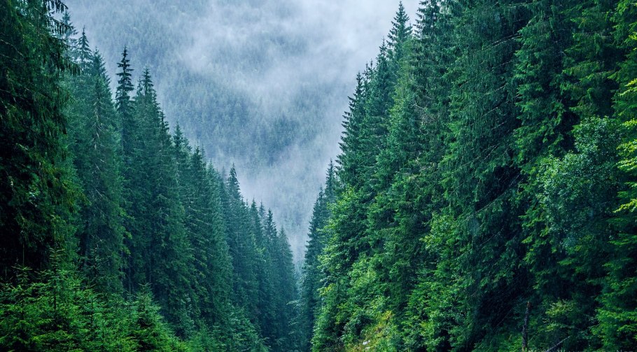 Тайга хвойные леса