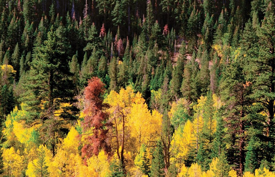 Широколиственные леса Урала