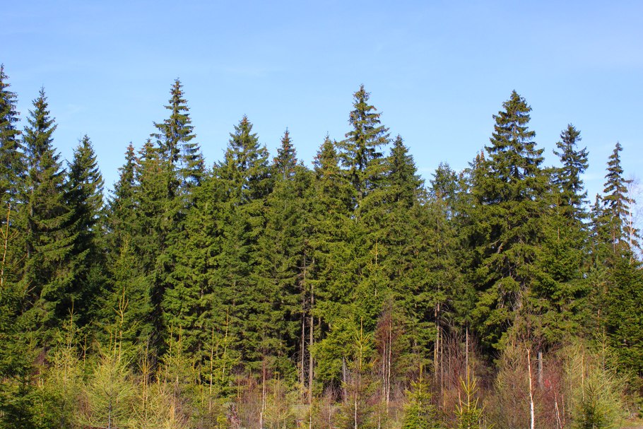 Байкальский заповедник Кедровый лес